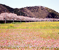 大沢の桜並木